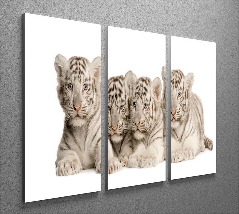 White Tiger cubs 2 months 3 Split Panel Canvas Print - Canvas Art Rocks - 2
