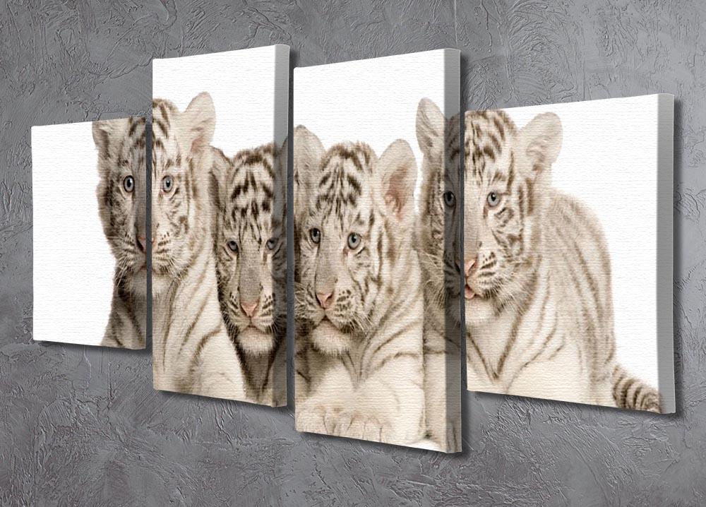 White Tiger cubs 2 months 4 Split Panel Canvas - Canvas Art Rocks - 2