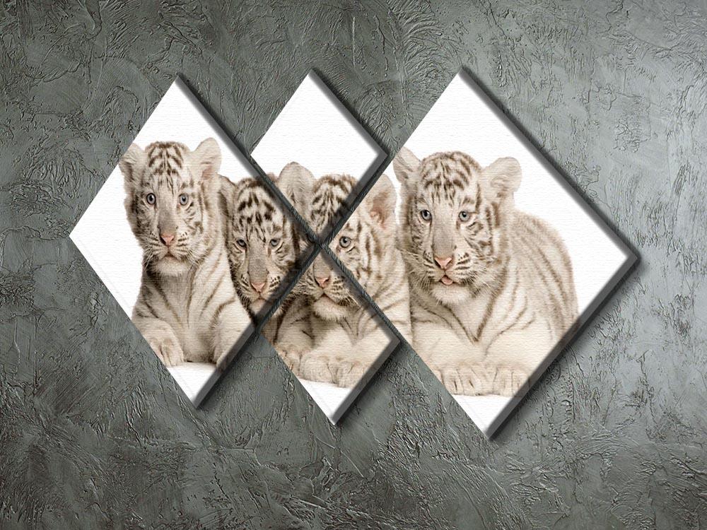 White Tiger cubs 2 months 4 Square Multi Panel Canvas - Canvas Art Rocks - 2