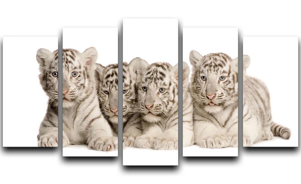 White Tiger cubs 2 months 5 Split Panel Canvas - Canvas Art Rocks - 1