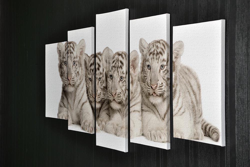 White Tiger cubs 2 months 5 Split Panel Canvas - Canvas Art Rocks - 2