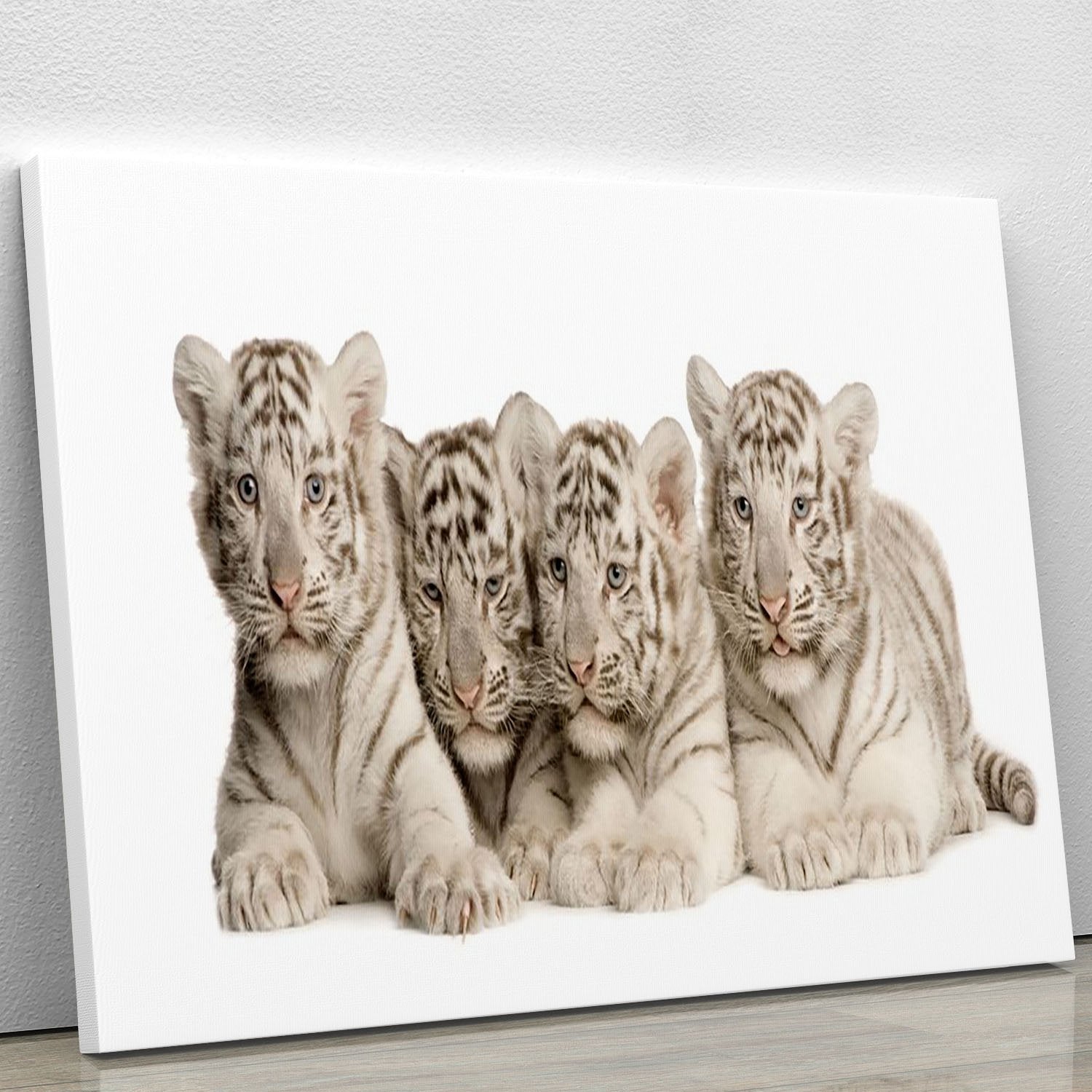 White Tiger cubs 2 months Canvas Print or Poster