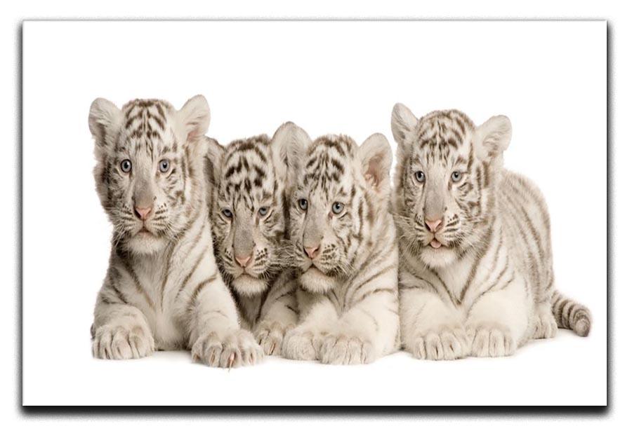 White Tiger cubs 2 months Canvas Print or Poster - Canvas Art Rocks - 1