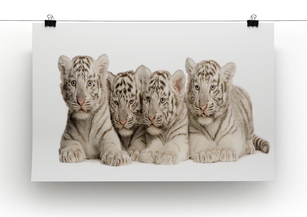White Tiger cubs 2 months Canvas Print or Poster - Canvas Art Rocks - 2
