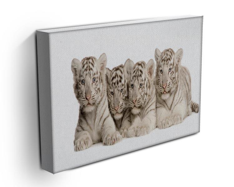 White Tiger cubs 2 months Canvas Print or Poster - Canvas Art Rocks - 3