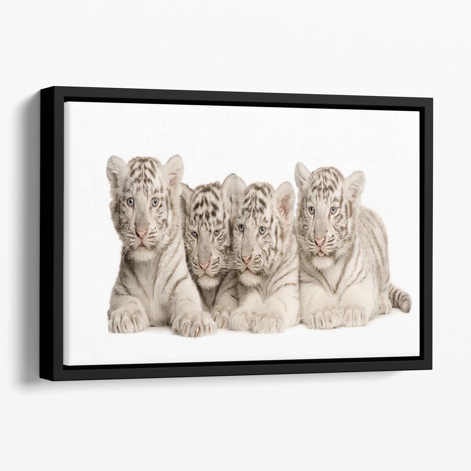 White Tiger cubs 2 months Floating Framed Canvas - Canvas Art Rocks - 1