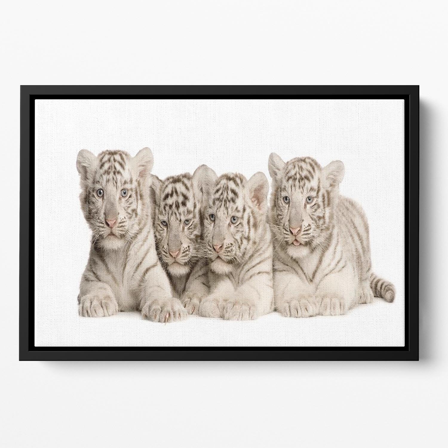 White Tiger cubs 2 months Floating Framed Canvas - Canvas Art Rocks - 2