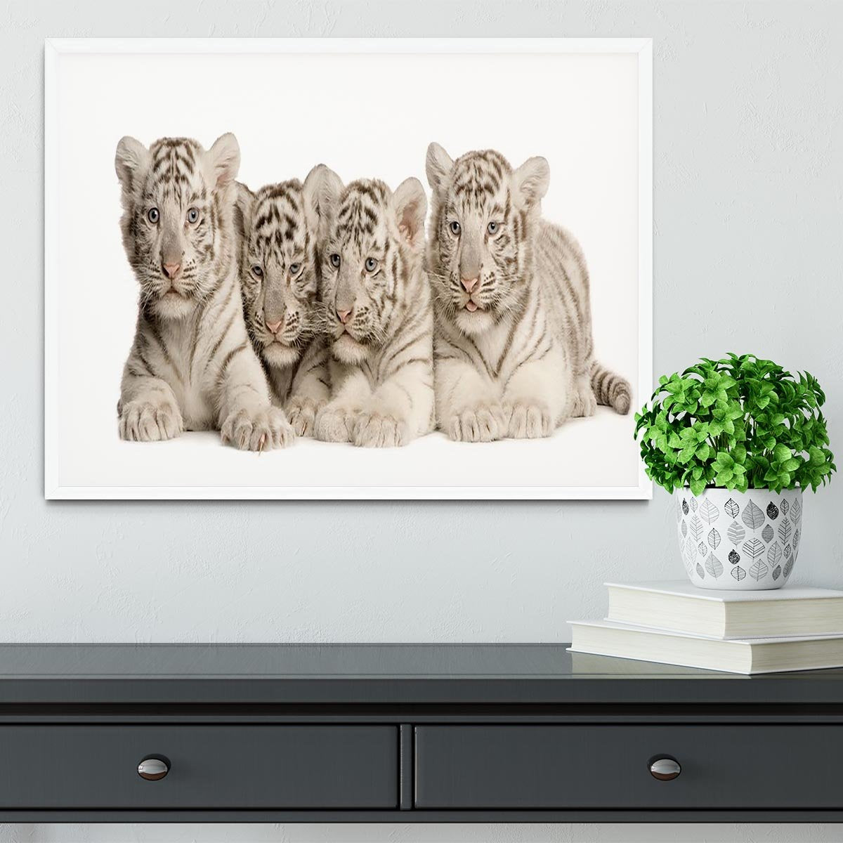 White Tiger cubs 2 months Framed Print - Canvas Art Rocks -6