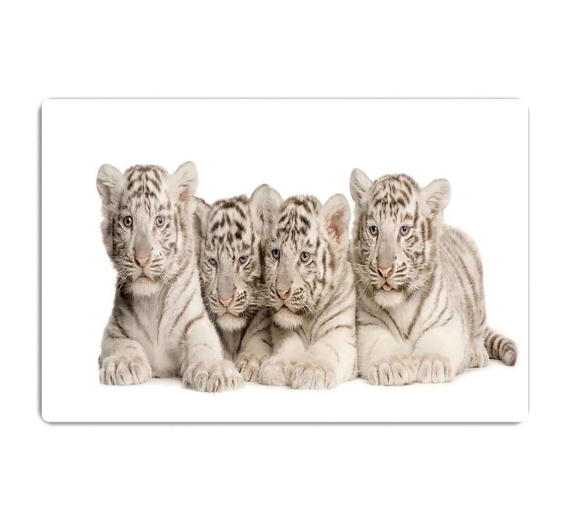 White Tiger cubs 2 months HD Metal Print - Canvas Art Rocks - 1