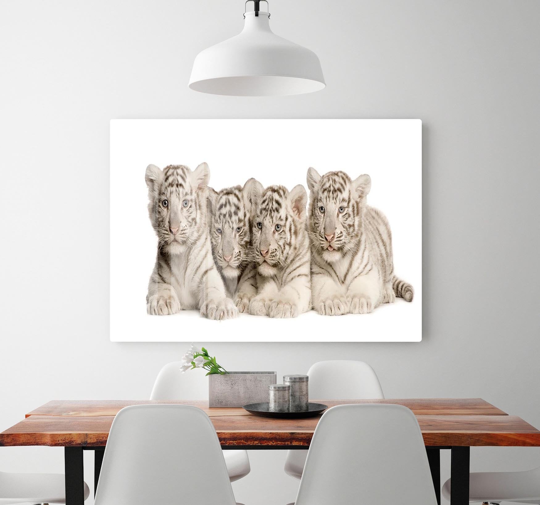 White Tiger cubs 2 months HD Metal Print - Canvas Art Rocks - 2