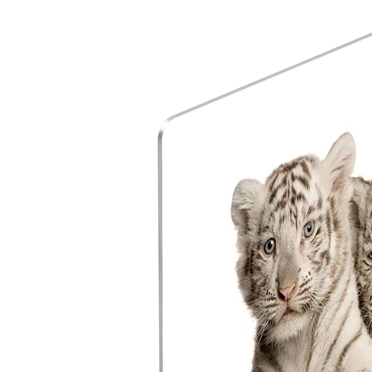 White Tiger cubs 2 months HD Metal Print - Canvas Art Rocks - 4