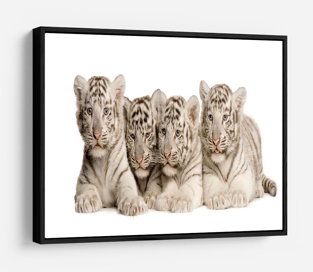 White Tiger cubs 2 months HD Metal Print - Canvas Art Rocks - 6
