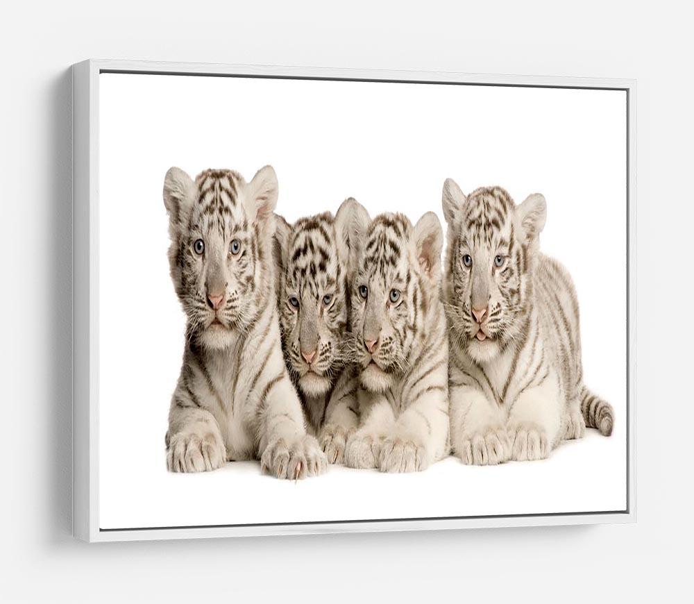 White Tiger cubs 2 months HD Metal Print - Canvas Art Rocks - 7