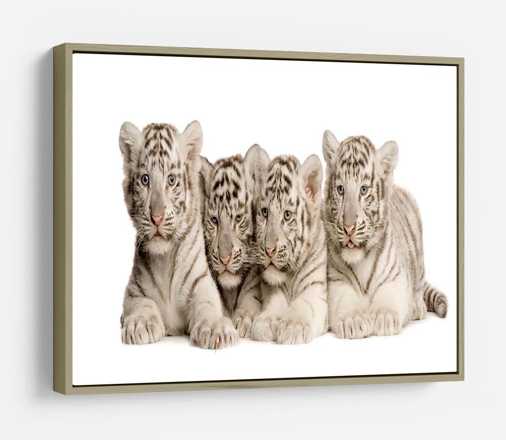 White Tiger cubs 2 months HD Metal Print - Canvas Art Rocks - 8