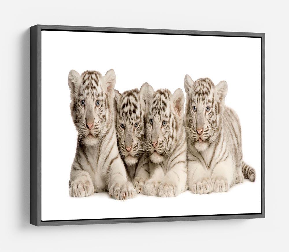 White Tiger cubs 2 months HD Metal Print - Canvas Art Rocks - 9