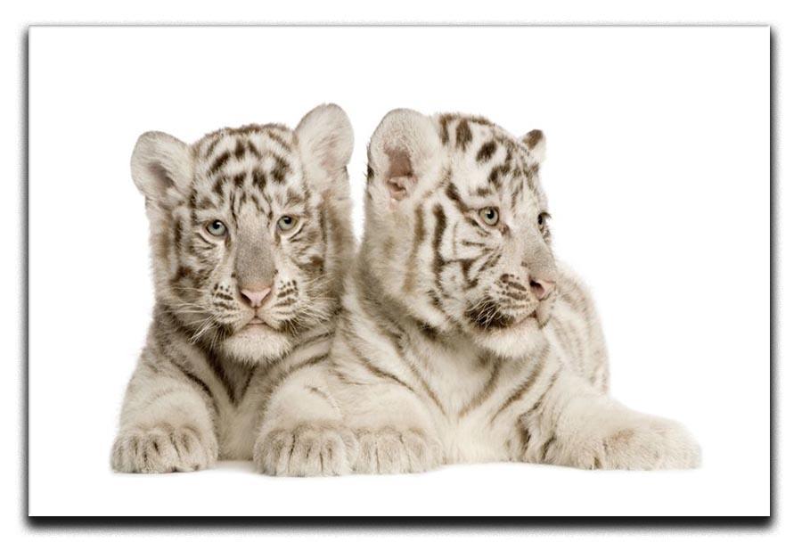 White Tiger cubs Canvas Print or Poster - Canvas Art Rocks - 1