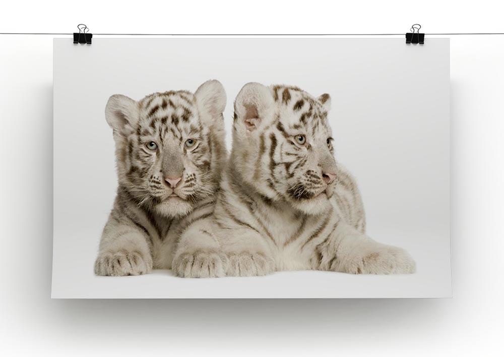 White Tiger cubs Canvas Print or Poster - Canvas Art Rocks - 2