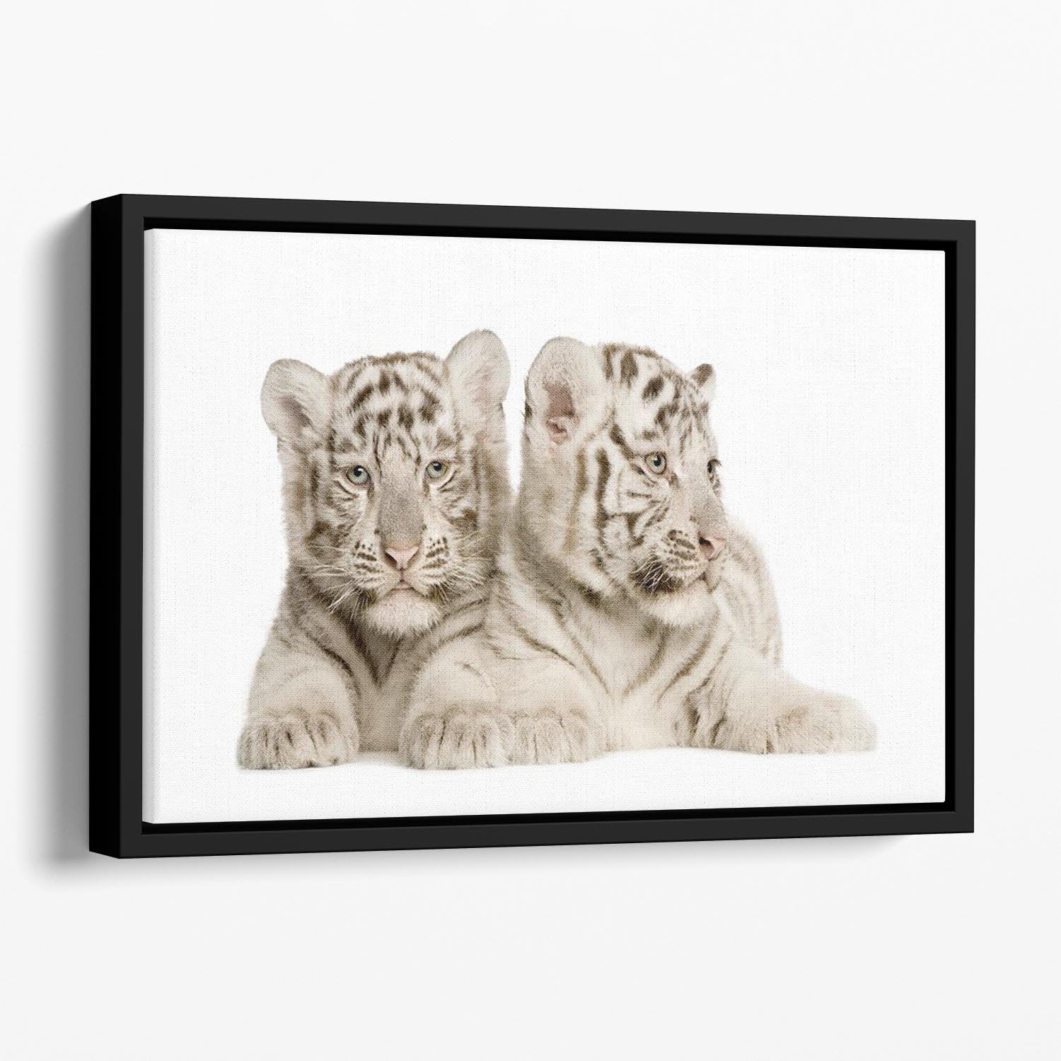 White Tiger cubs Floating Framed Canvas - Canvas Art Rocks - 1
