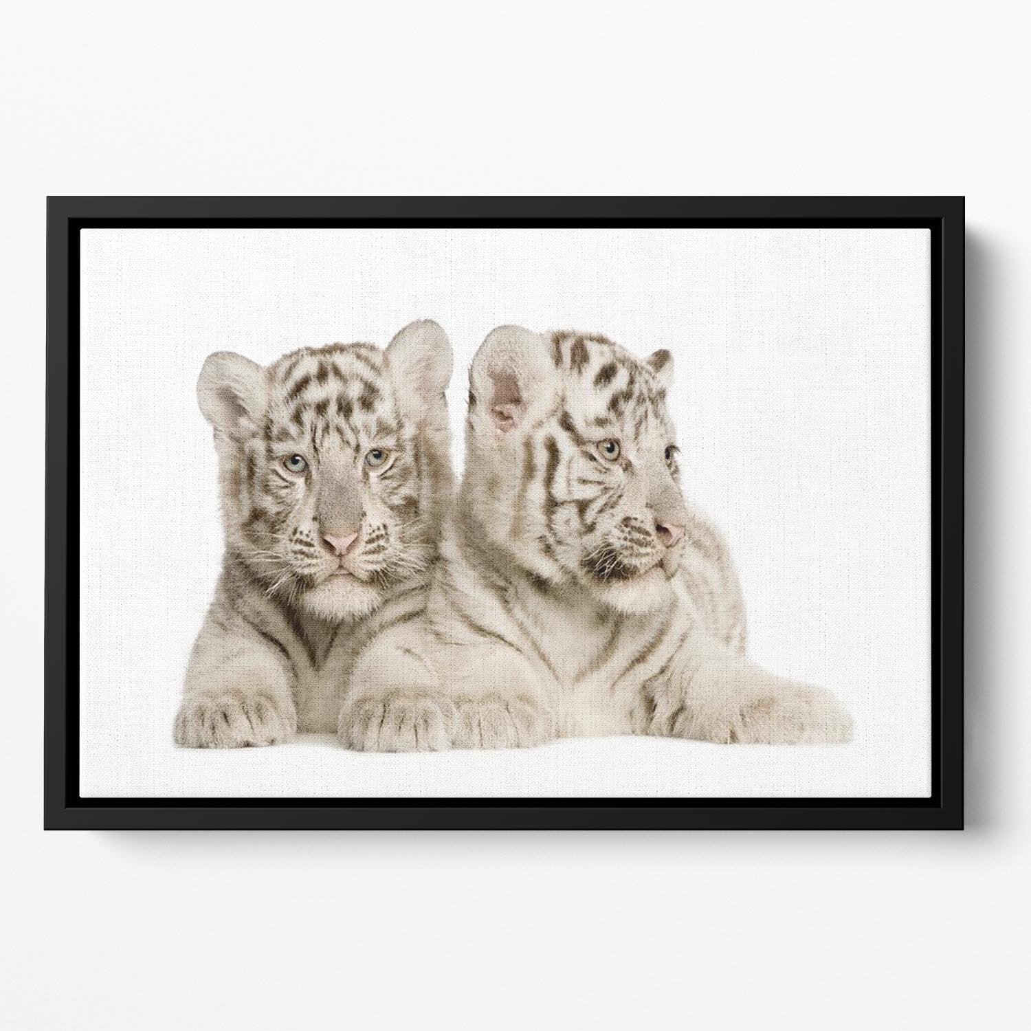 White Tiger cubs Floating Framed Canvas - Canvas Art Rocks - 2