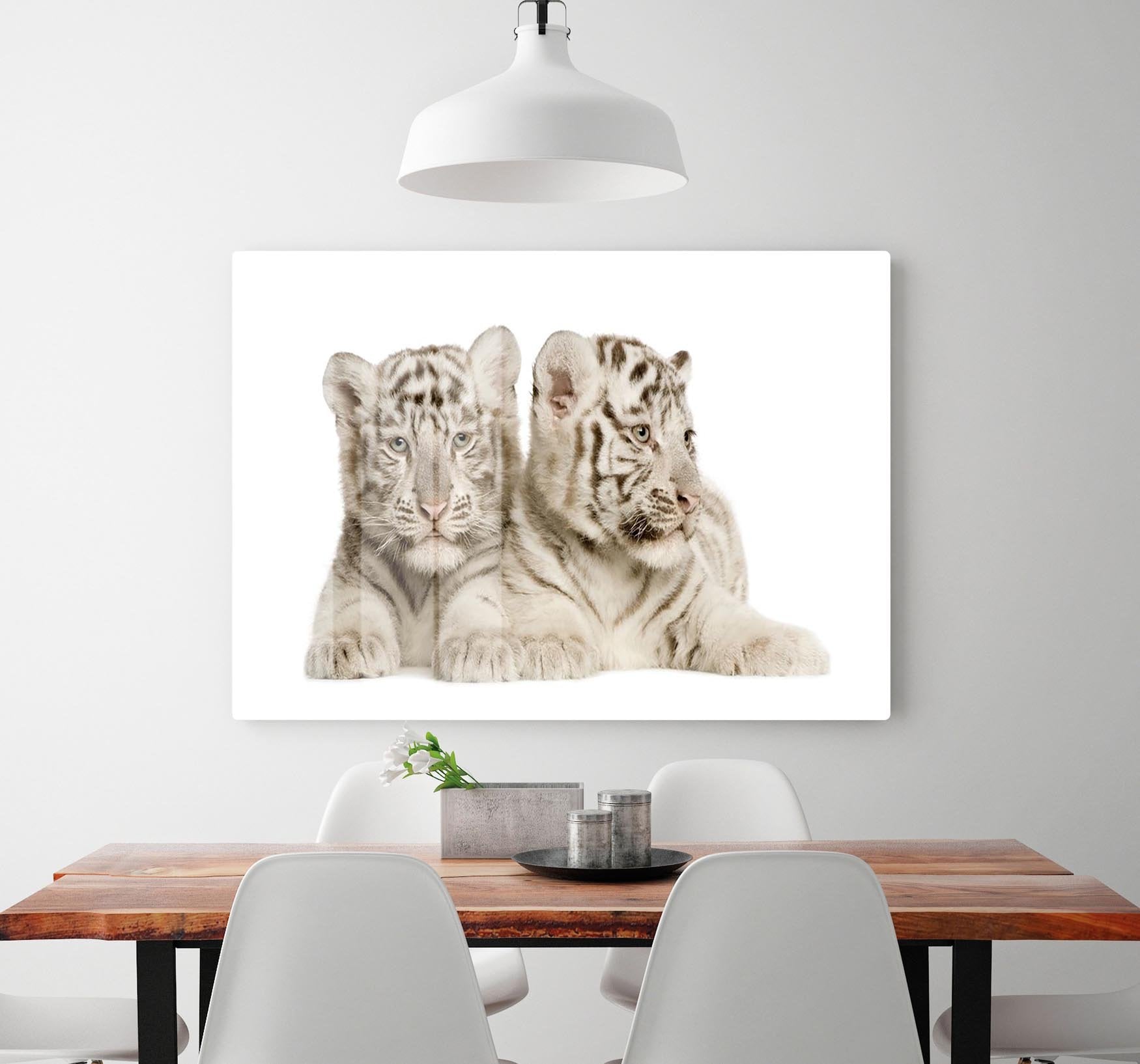 White Tiger cubs HD Metal Print - Canvas Art Rocks - 2