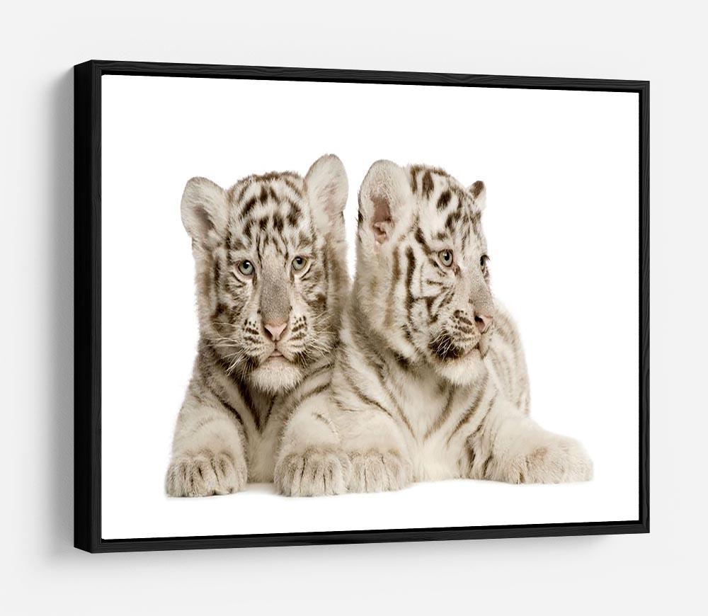White Tiger cubs HD Metal Print - Canvas Art Rocks - 6