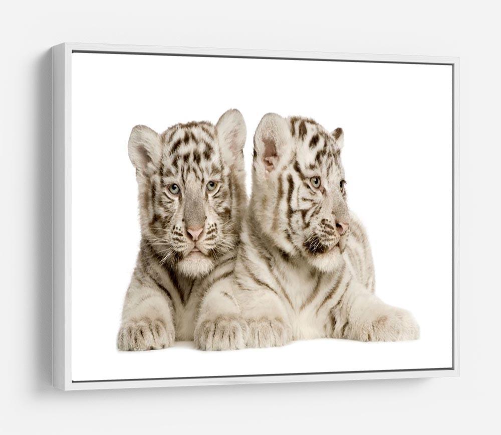 White Tiger cubs HD Metal Print - Canvas Art Rocks - 7