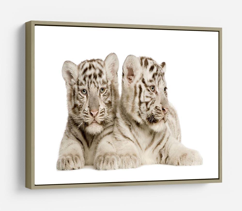 White Tiger cubs HD Metal Print - Canvas Art Rocks - 8