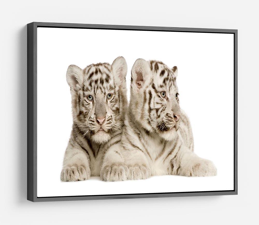 White Tiger cubs HD Metal Print - Canvas Art Rocks - 9