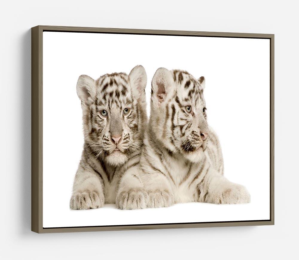 White Tiger cubs HD Metal Print - Canvas Art Rocks - 10