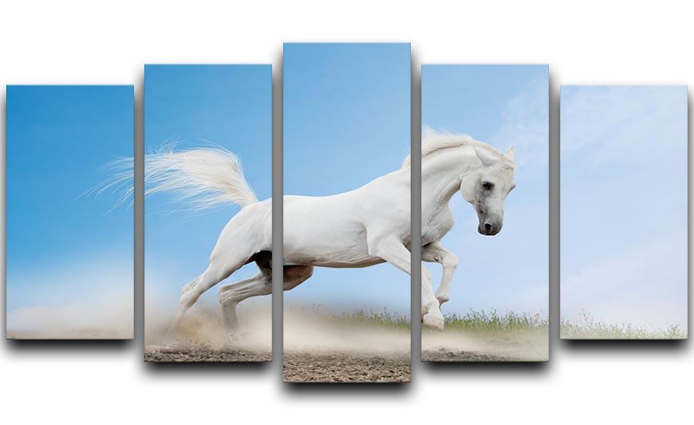 White arabian horse 5 Split Panel Canvas - Canvas Art Rocks - 1