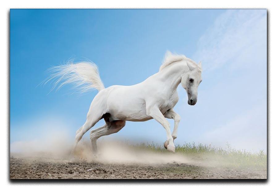 White arabian horse Canvas Print or Poster - Canvas Art Rocks - 1