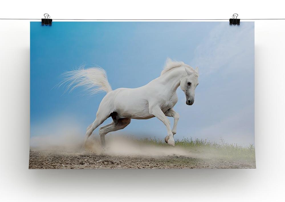 White arabian horse Canvas Print or Poster - Canvas Art Rocks - 2