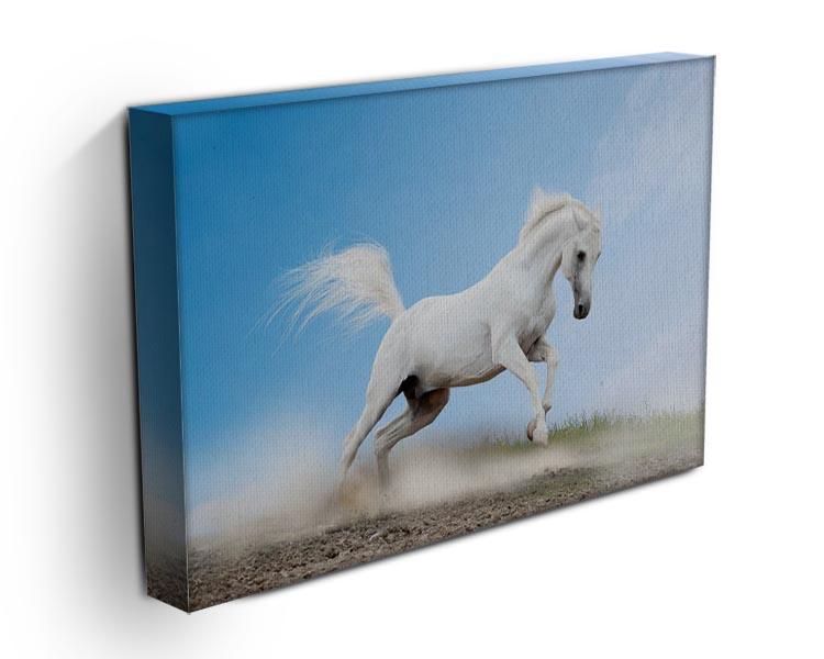 White arabian horse Canvas Print or Poster - Canvas Art Rocks - 3