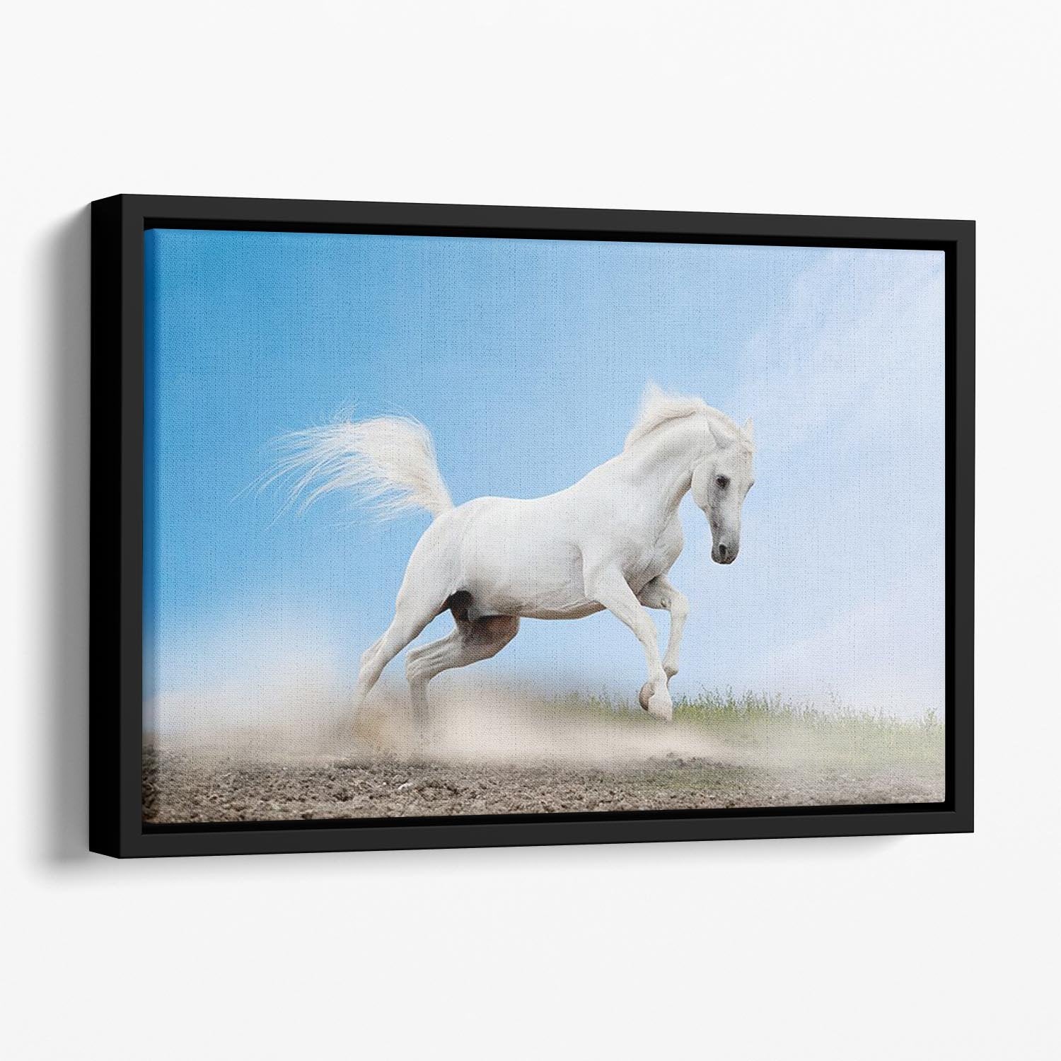 White arabian horse Floating Framed Canvas - Canvas Art Rocks - 1