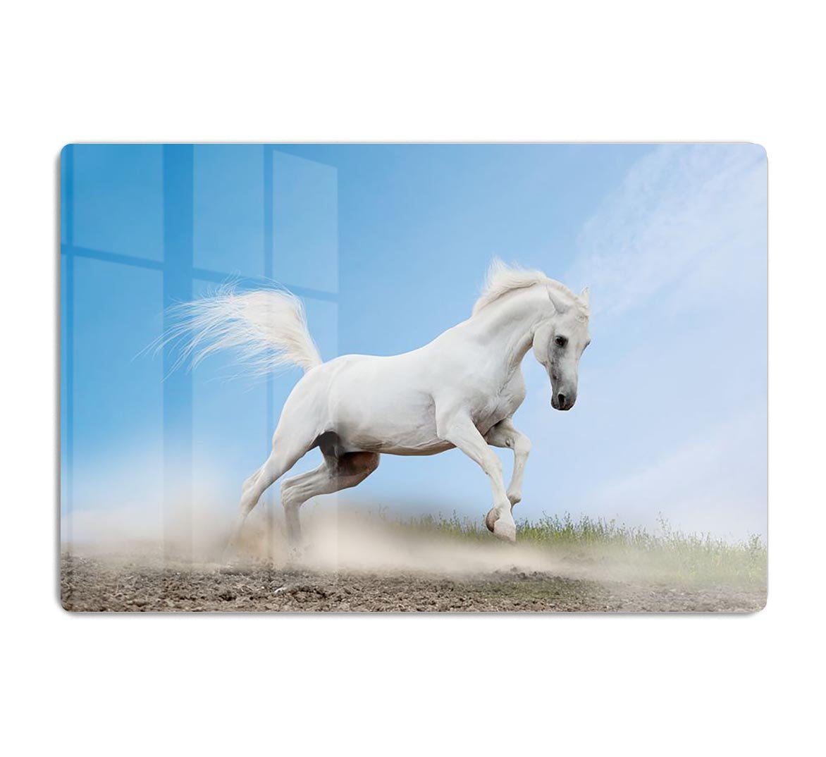 White arabian horse HD Metal Print - Canvas Art Rocks - 1