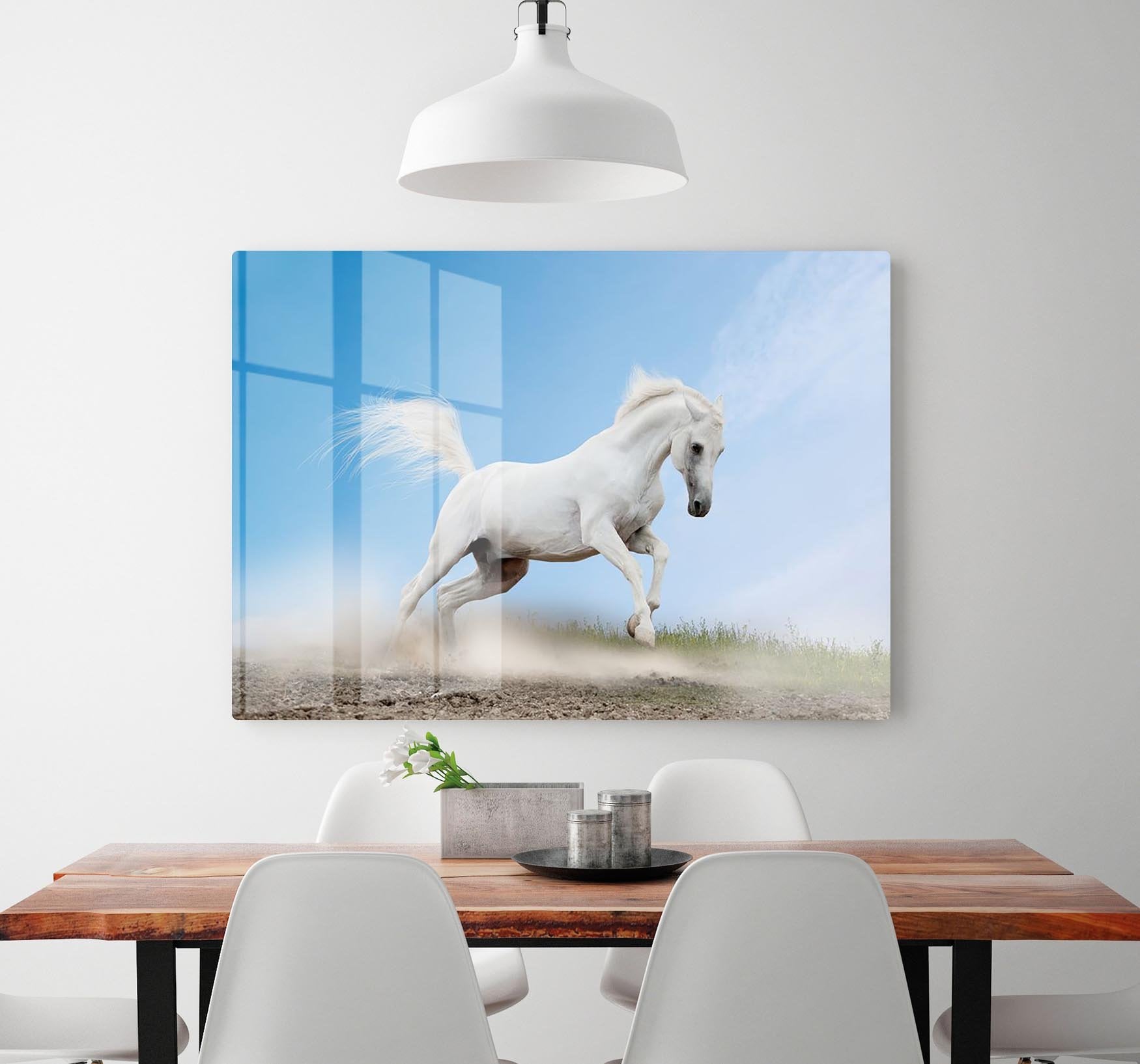 White arabian horse HD Metal Print - Canvas Art Rocks - 2
