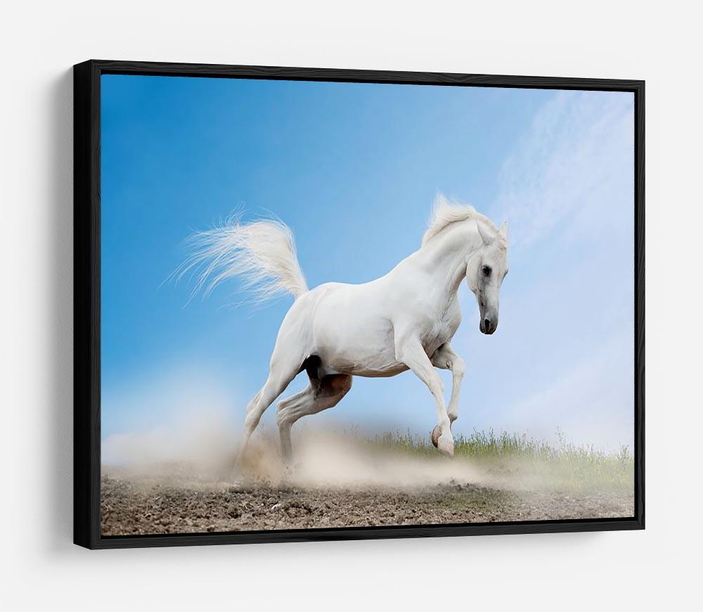 White arabian horse HD Metal Print - Canvas Art Rocks - 6