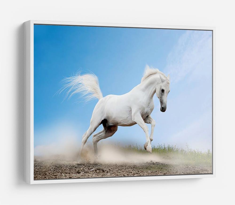 White arabian horse HD Metal Print - Canvas Art Rocks - 7