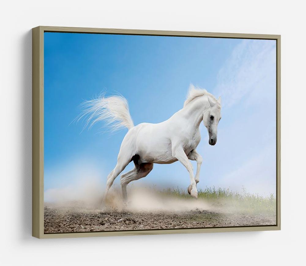 White arabian horse HD Metal Print - Canvas Art Rocks - 8