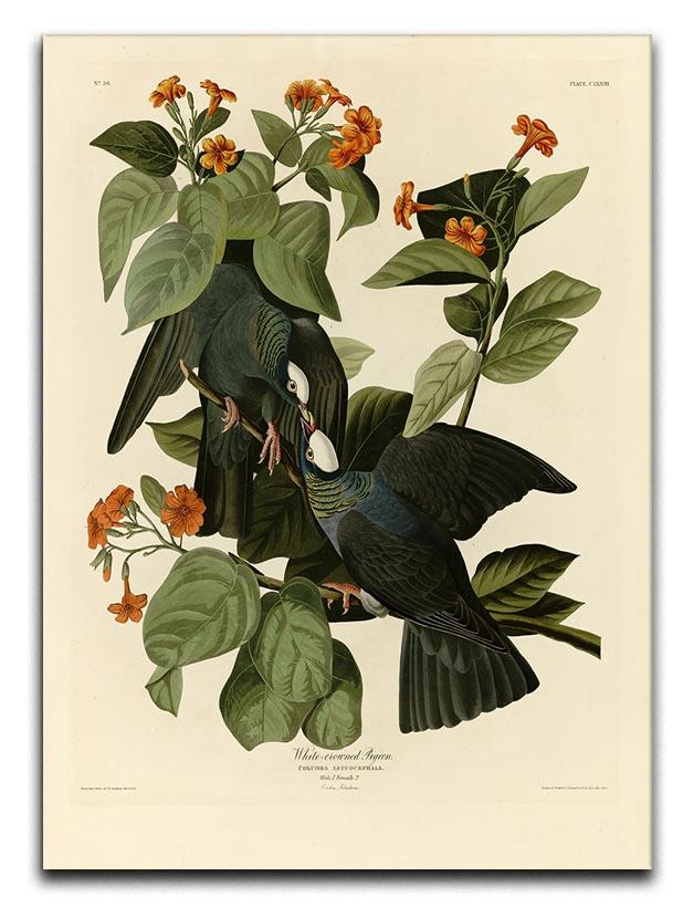 White crowned Pigeon by Audubon Canvas Print or Poster - Canvas Art Rocks - 1