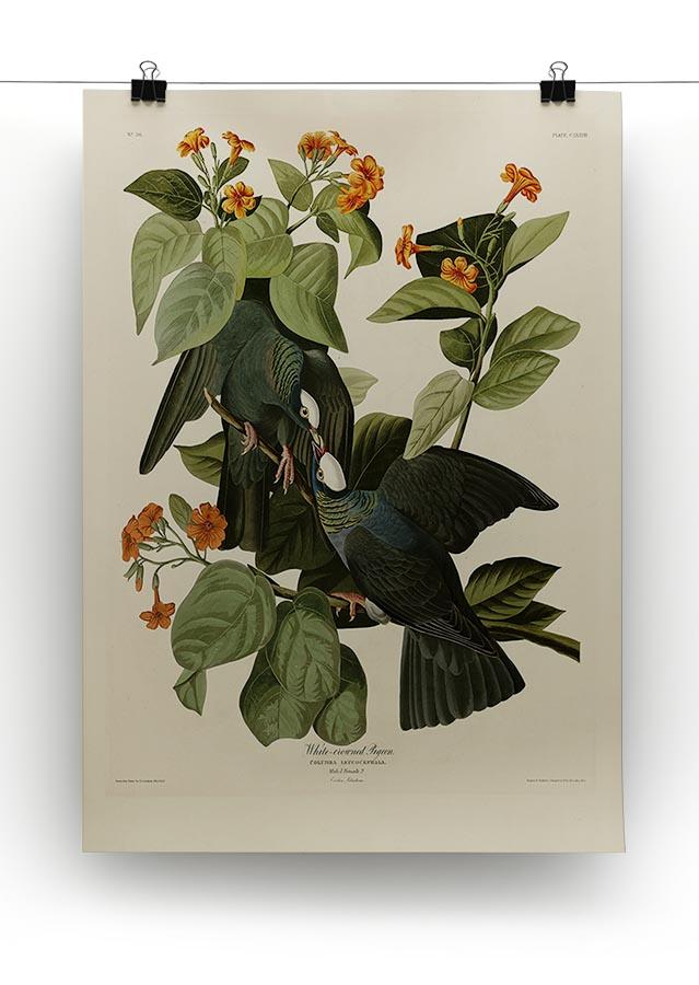 White crowned Pigeon by Audubon Canvas Print or Poster - Canvas Art Rocks - 2
