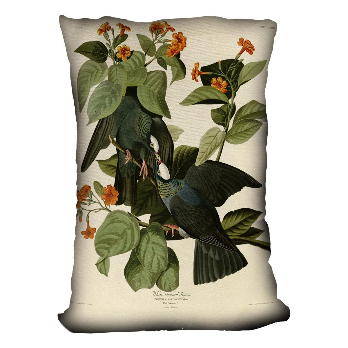 White crowned Pigeon by Audubon Cushion