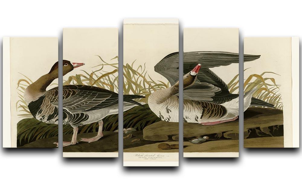 White fronted Goose by Audubon 5 Split Panel Canvas - Canvas Art Rocks - 1