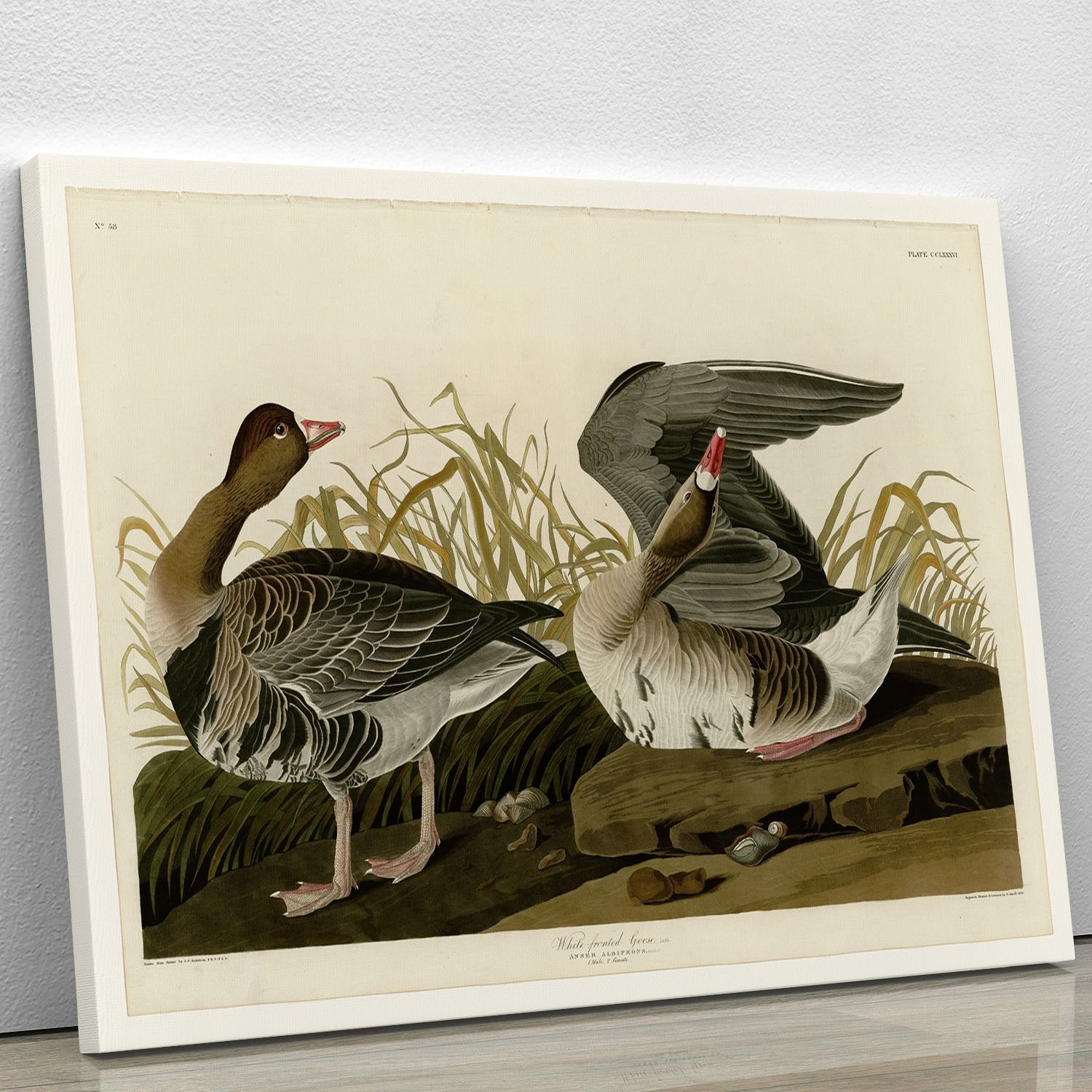 White fronted Goose by Audubon Canvas Print or Poster