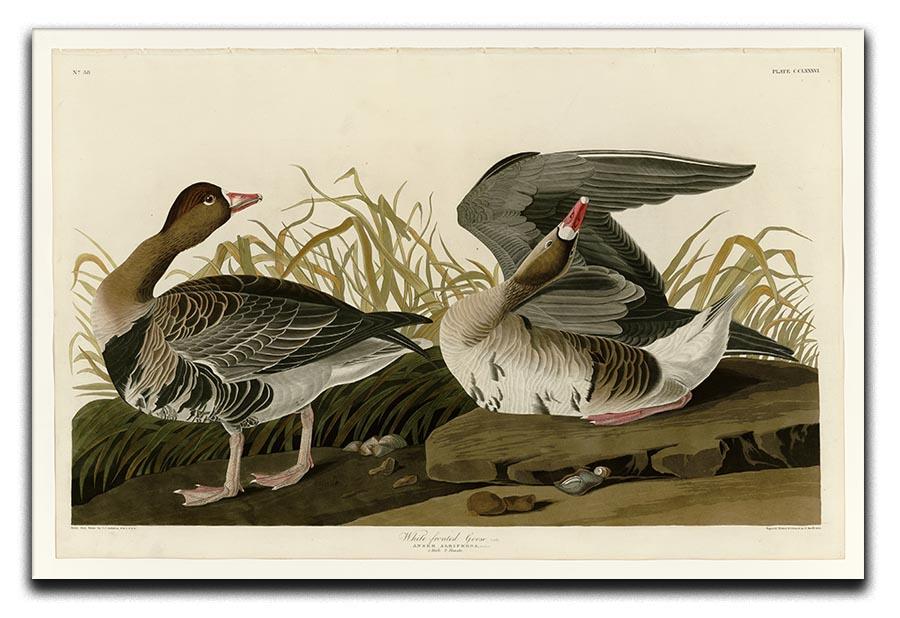 White fronted Goose by Audubon Canvas Print or Poster - Canvas Art Rocks - 1