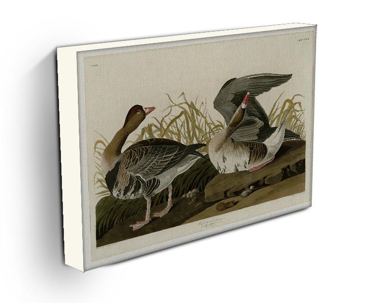 White fronted Goose by Audubon Canvas Print or Poster - Canvas Art Rocks - 3