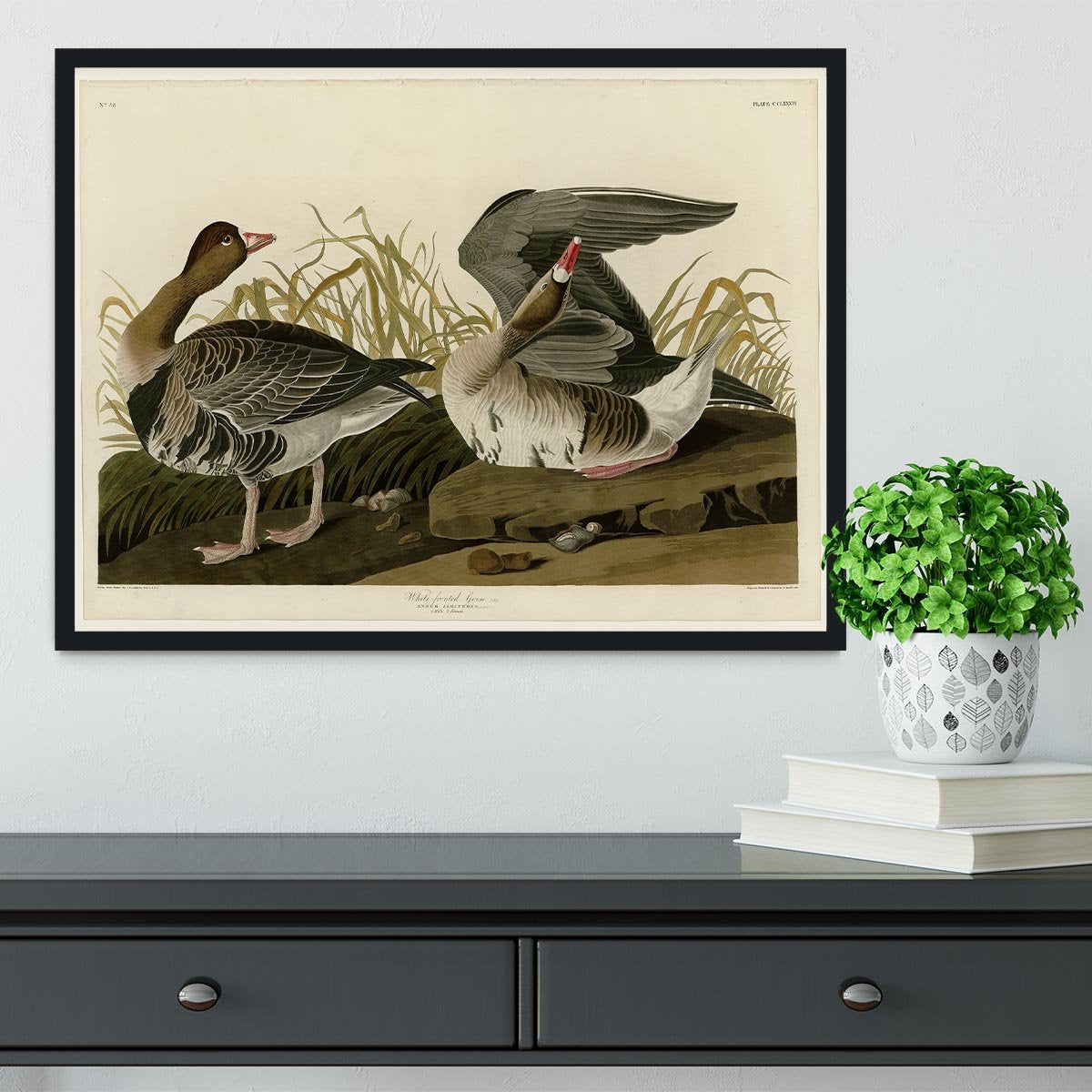 White fronted Goose by Audubon Framed Print - Canvas Art Rocks - 2