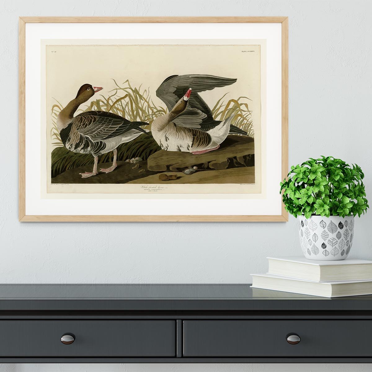 White fronted Goose by Audubon Framed Print - Canvas Art Rocks - 3