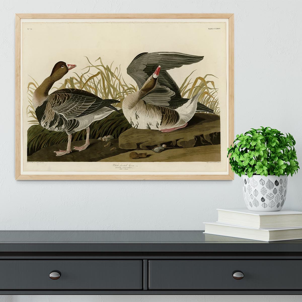 White fronted Goose by Audubon Framed Print - Canvas Art Rocks - 4