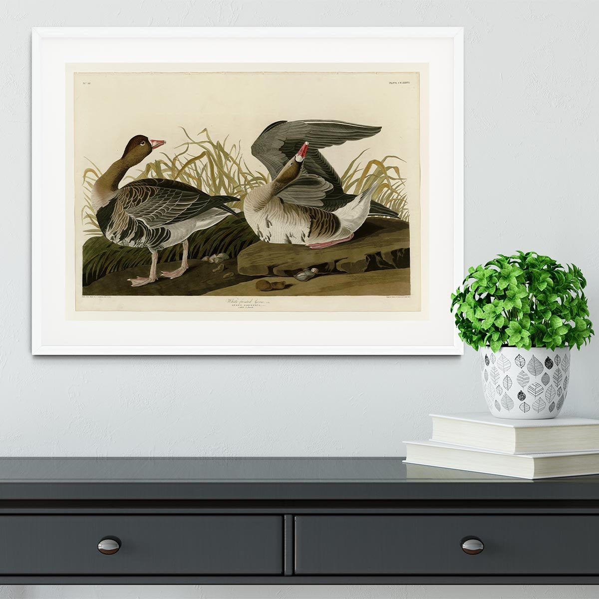 White fronted Goose by Audubon Framed Print - Canvas Art Rocks - 5